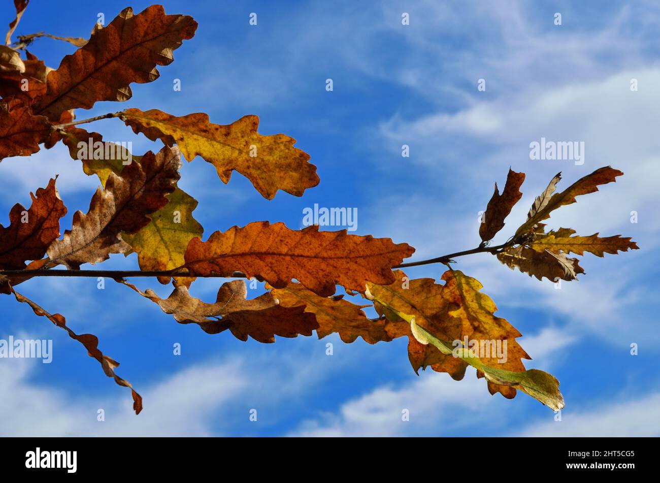 Closeup of autumn leaves on tree branches in a forest Stock Photo - Alamy