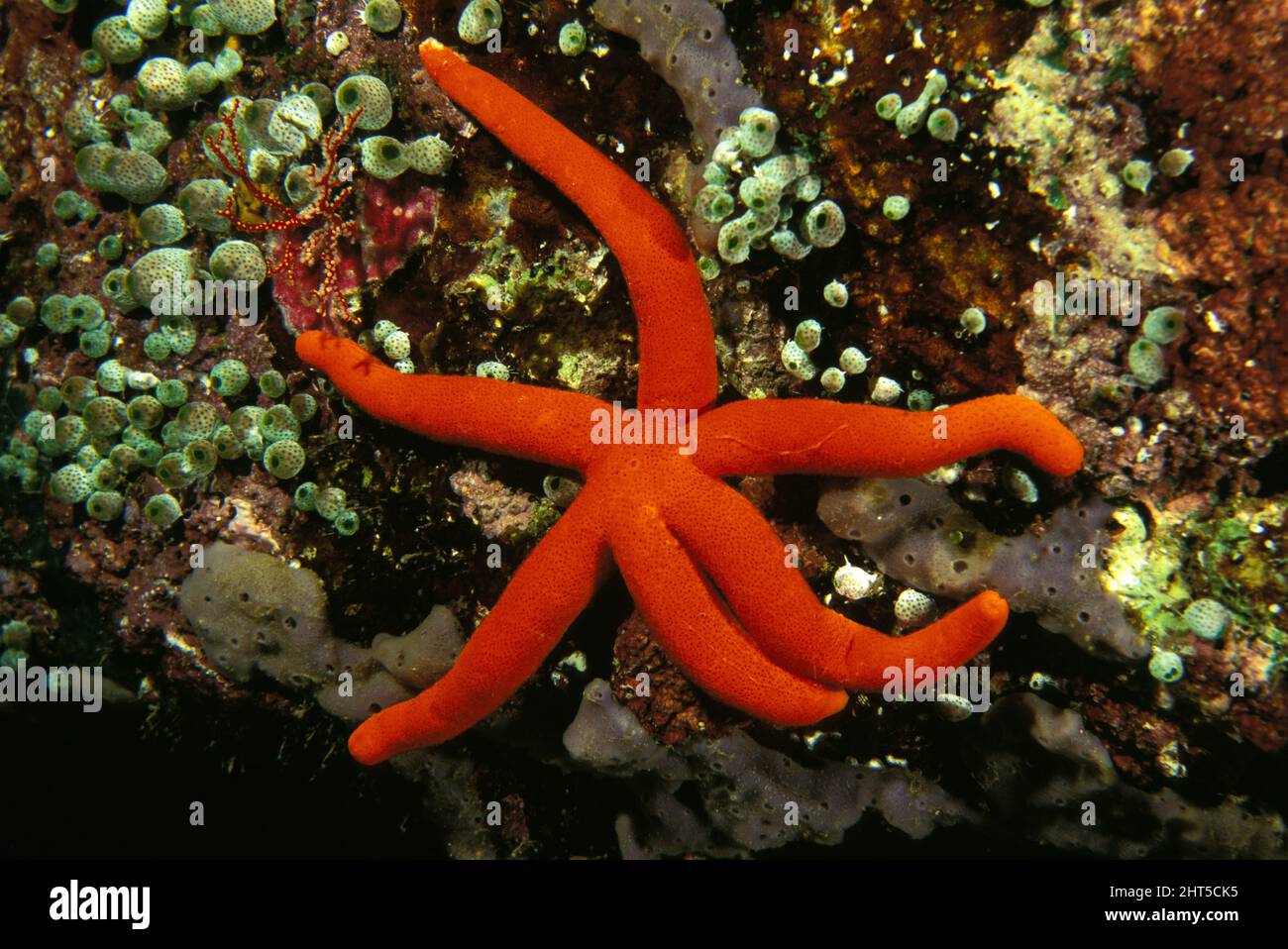Orange sea star (Echinaster luzonicus), surrounded by green Urn ascidians (Didemnum molle). Stock Photo