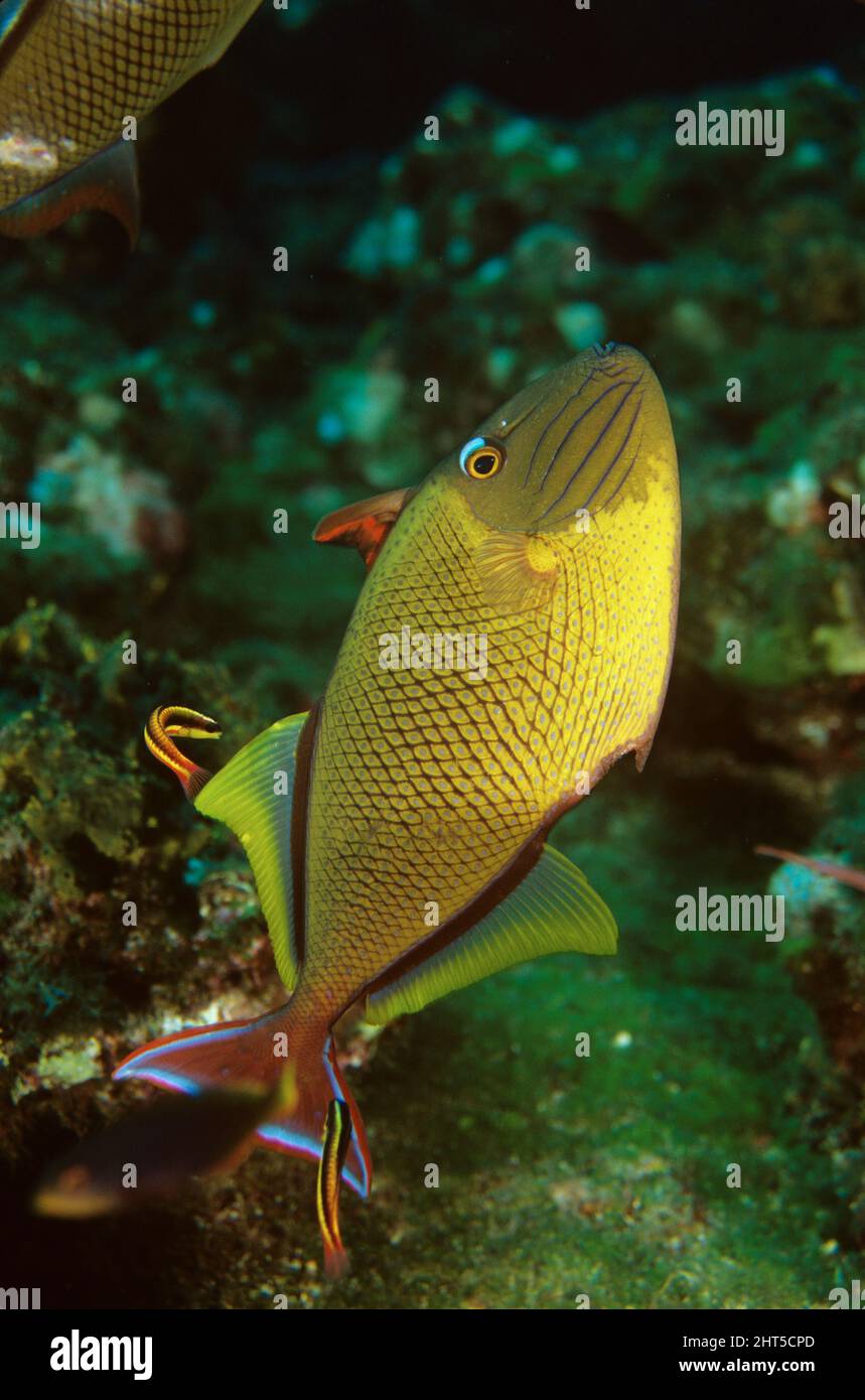Redtail triggerfish (Xanthichthys mento), male being cleaned by Cortez rainbow wrasses (Thalassoma lucasanum). Stock Photo