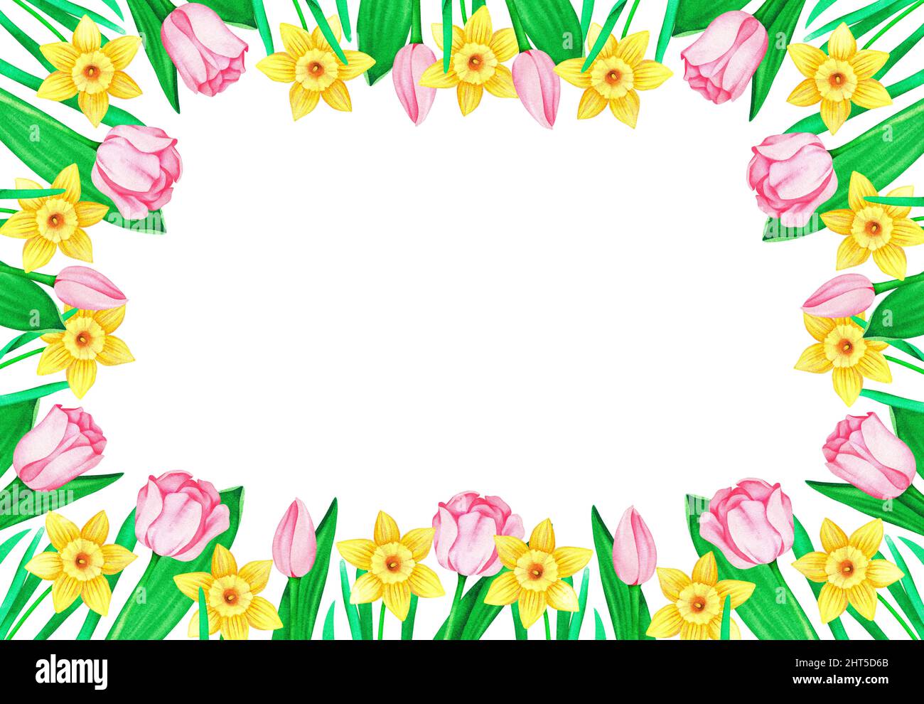 A rectangular frame of daffodils and tulips. Watercolor vintage illustration. Isolated on a white background. For your design wedding invitations. Stock Photo