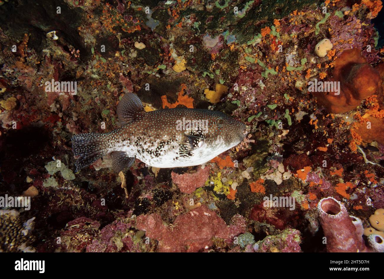 Guieafowl puffer  (Arothron meleagris).  Sumbawa, indonesia Stock Photo