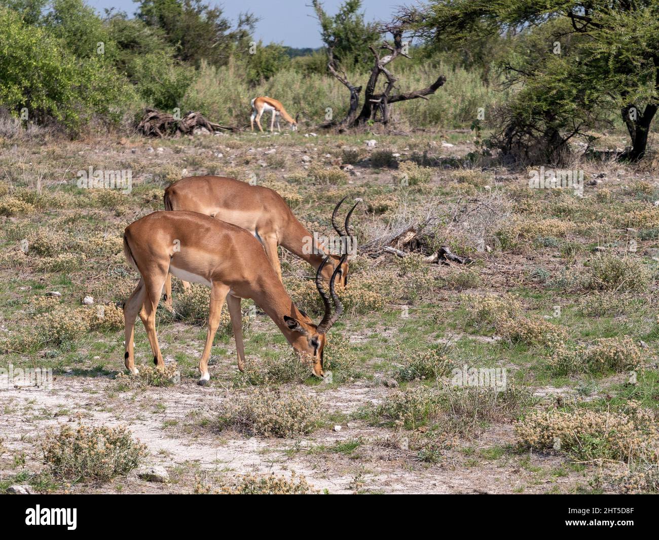 Impala face hi-res stock photography and images - Alamy