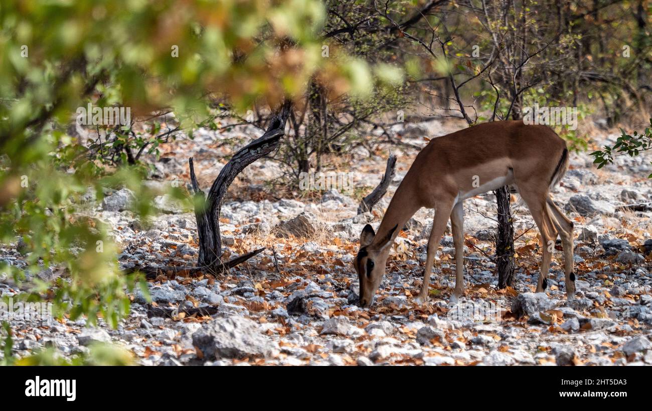 Black face impala hi-res stock photography and images - Alamy