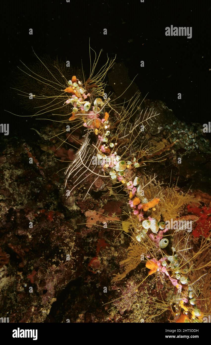 A variety of hydroids, sponges, corals and ascidians clustered together