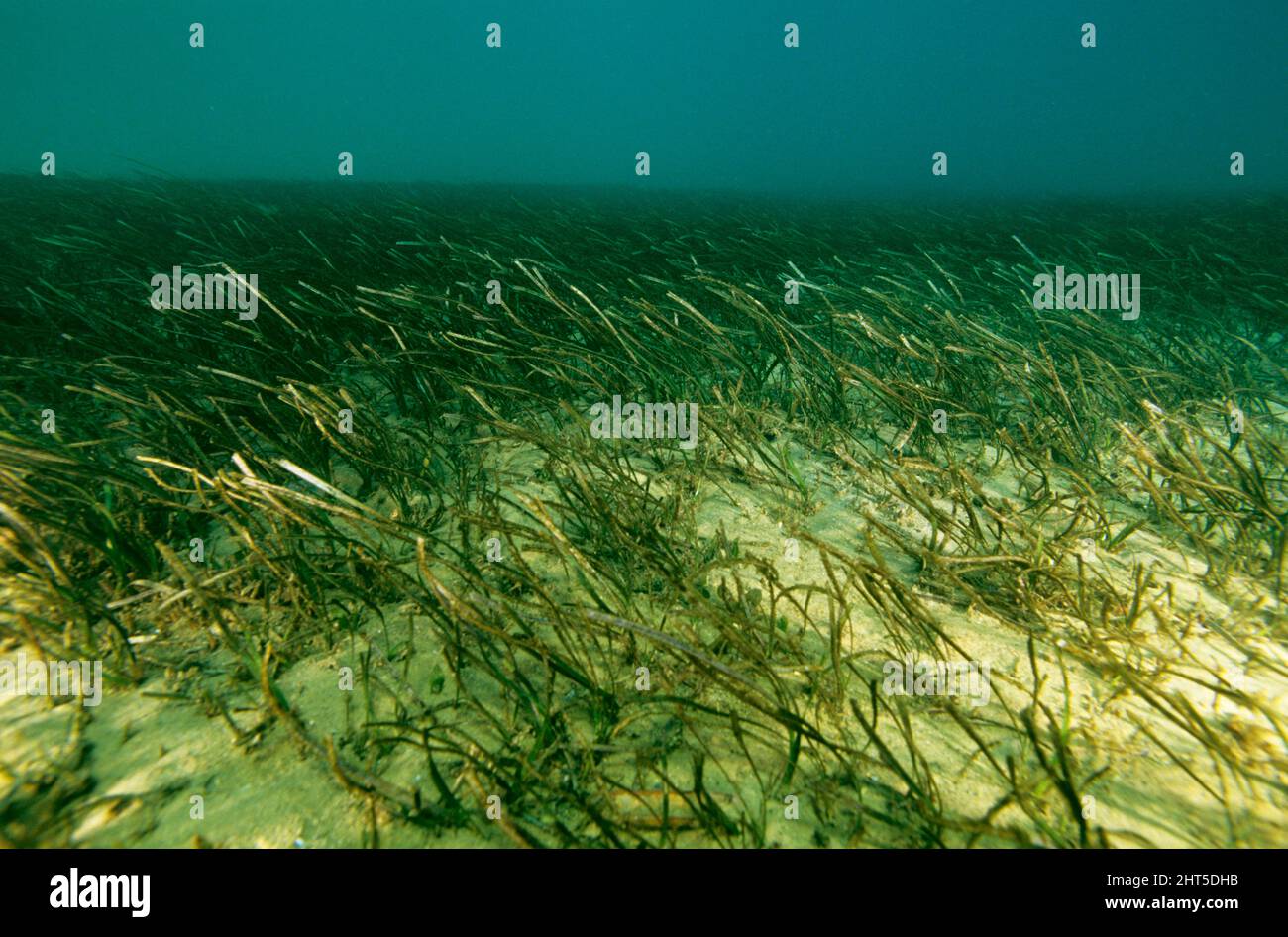 Eelgrass (Zostera capricorni). Seagrasses are the only flowering plants that can live underwater. Seagrass beds provide food and shelter for a wide ra Stock Photo