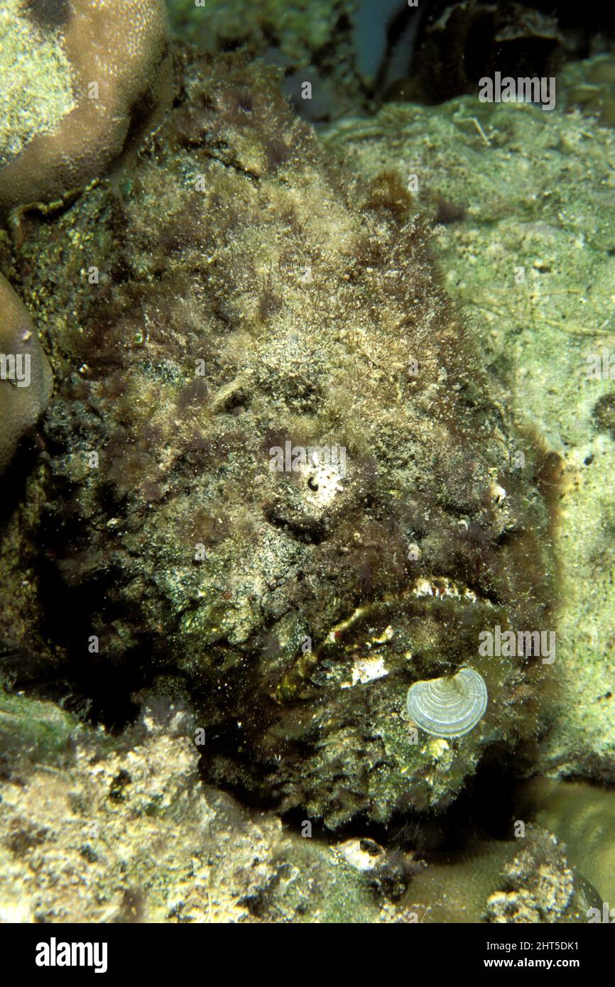 Anglerfish (fam. Antennariidae), covered in camouflaging algae. Stock Photo