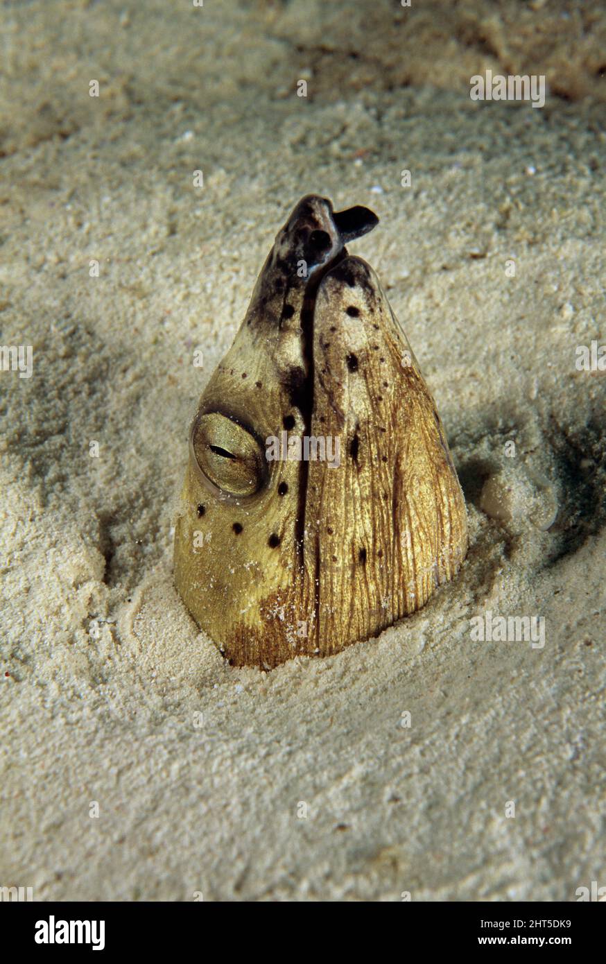 Snake eel (fam. Ophichthidae), with head emerging from sand. Stock Photo