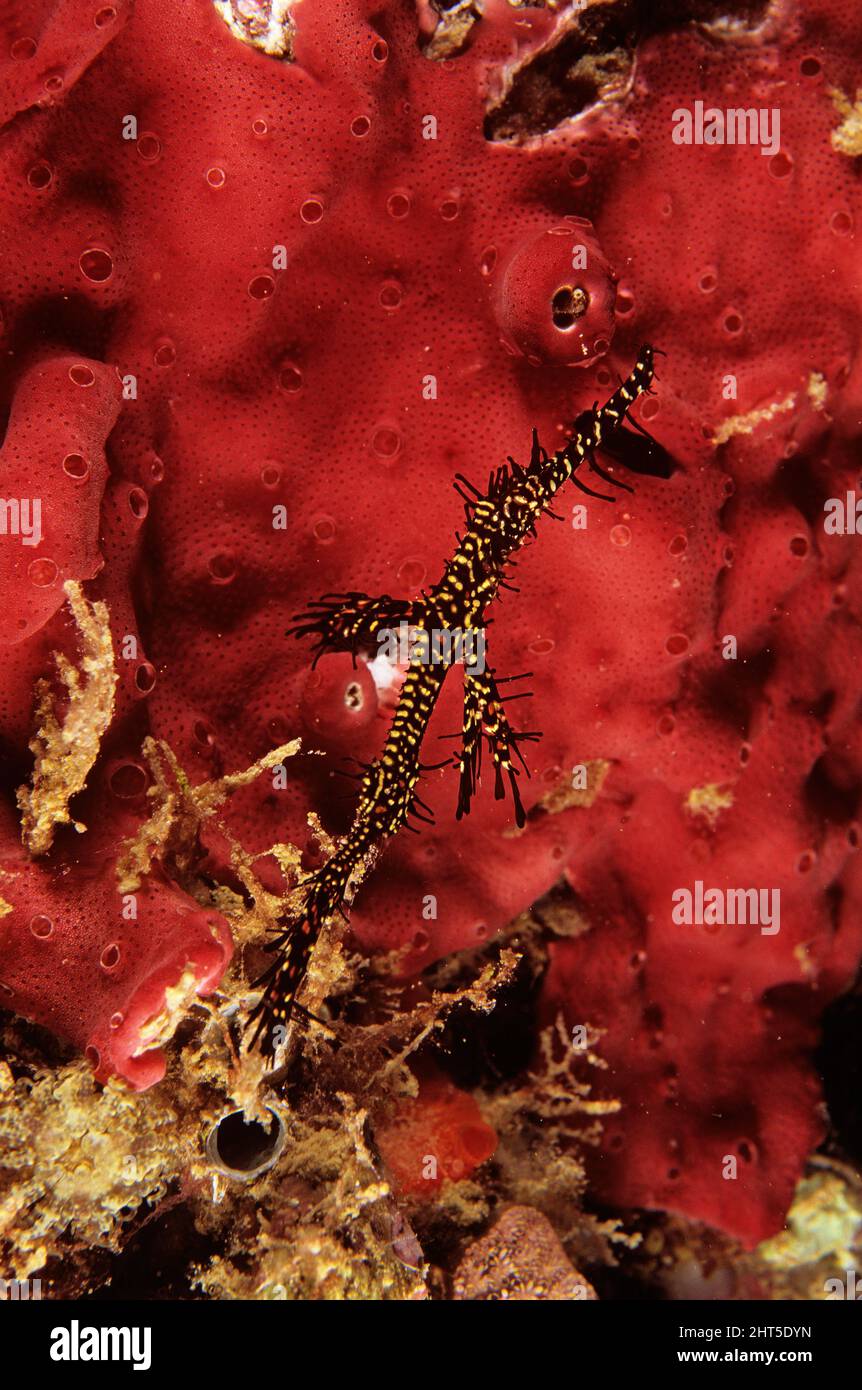 Harlequin ghost pipefish (Solenostomus paradoxus), grows to about 10 cm. Can be black or partly transparent with red, yellow and white markings. Stock Photo