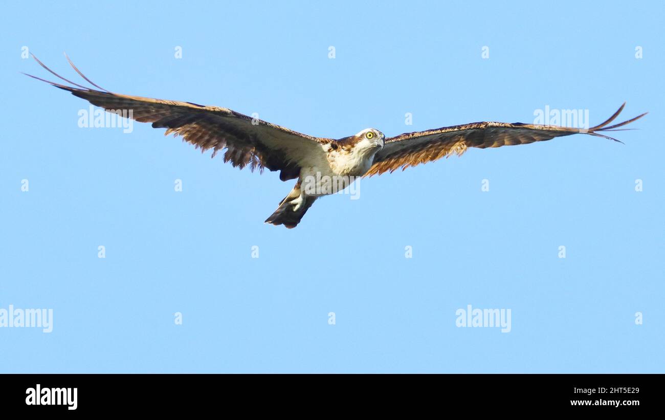 Osprey with wings spread is hovering in the blue sky Stock Photo - Alamy