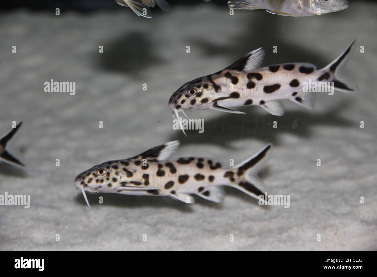 Closeup of the cuckoo catfish or pygmy leopard catfish, Synodontis petricola. Stock Photo
