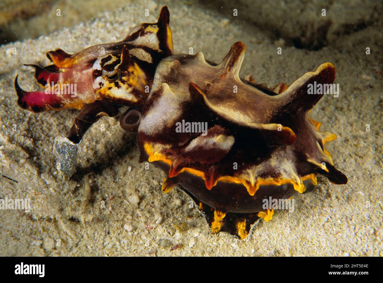 Flamboyant cuttlefish Metasepia pfefferi Mabul, Malaysia Stock Photo