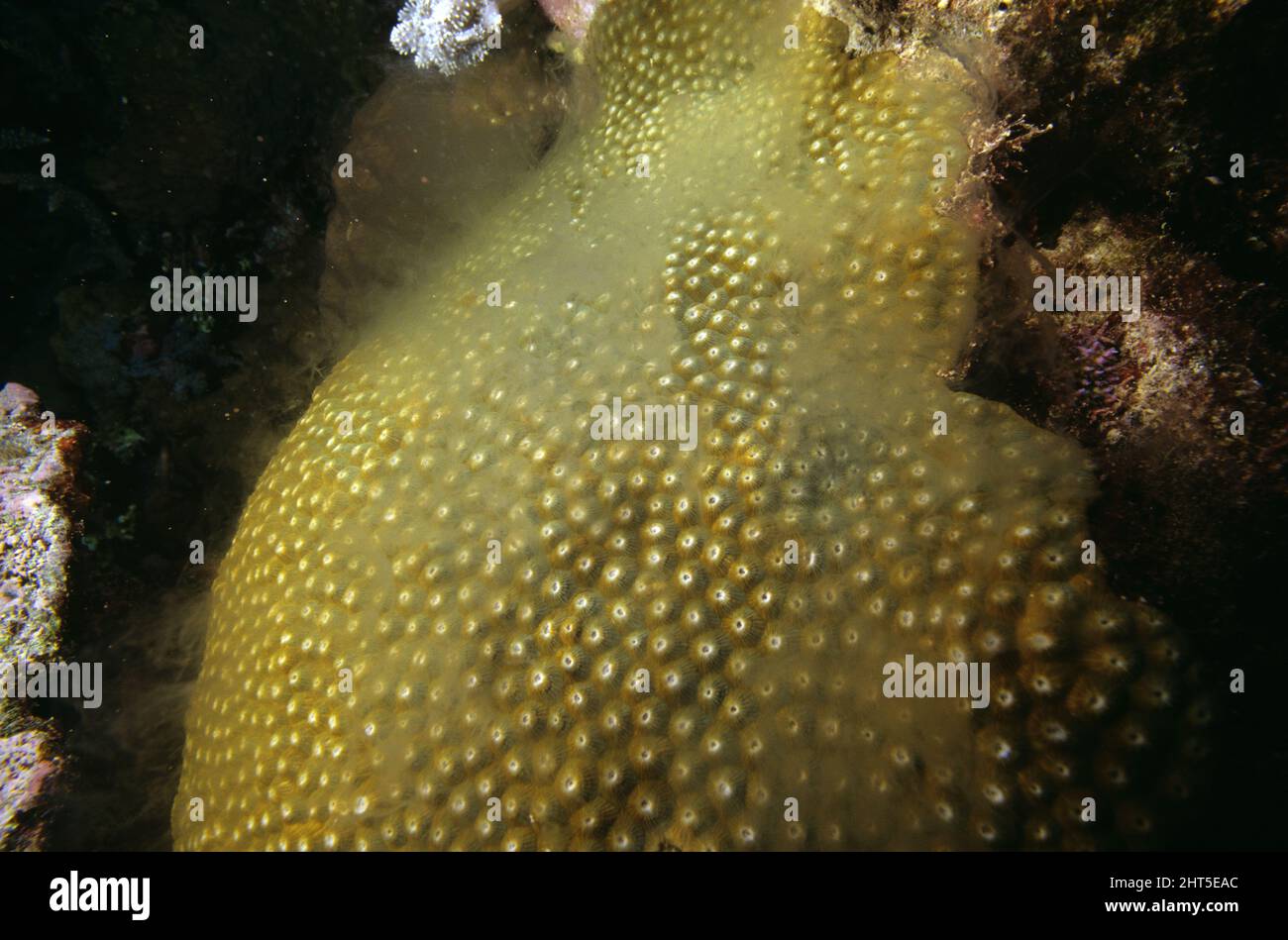 Large coral spawning (Diploastrea helipora, fam. Faviidae) A large plate coral spawning. this is a male, and the milk sperm puffs out many tims over 3 Stock Photo