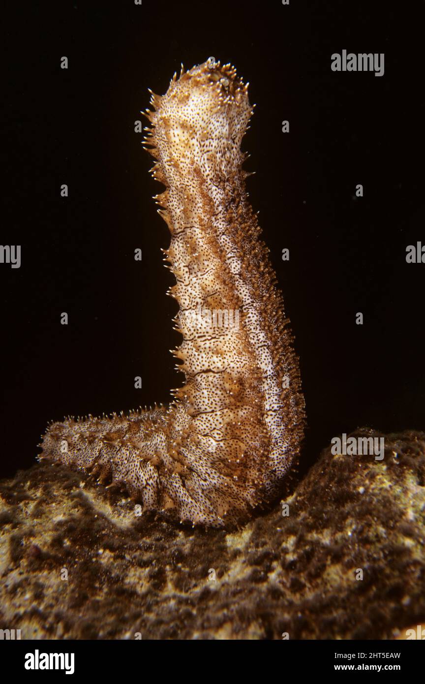 Black-spotted sea cucumber Pearsonothuria graeffei  rears up on its tail, preparing to spawn.  Indonesia Stock Photo
