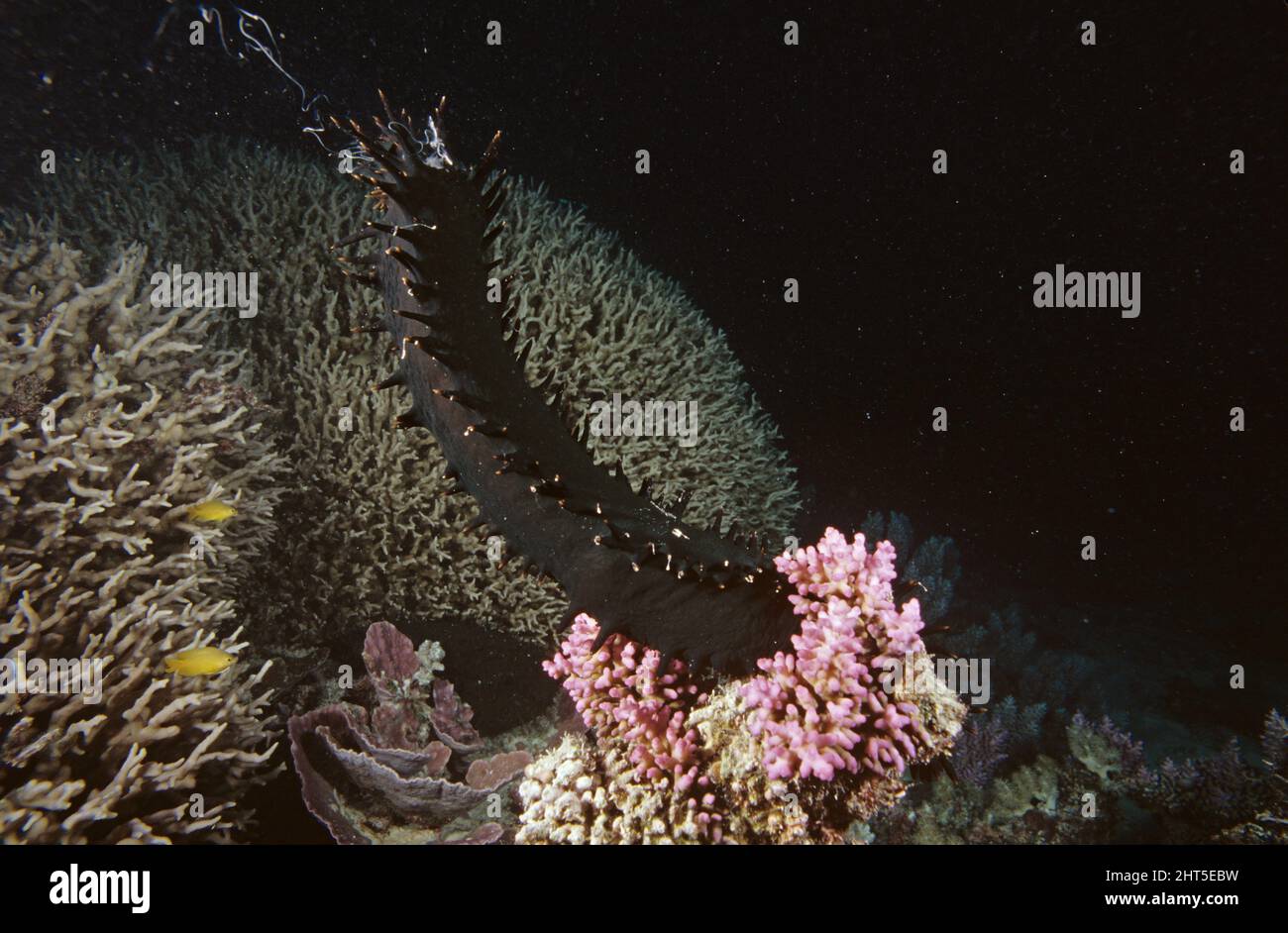 Greenfish  (Stichopus chloronotus),  male, spawning  Indonesia Stock Photo