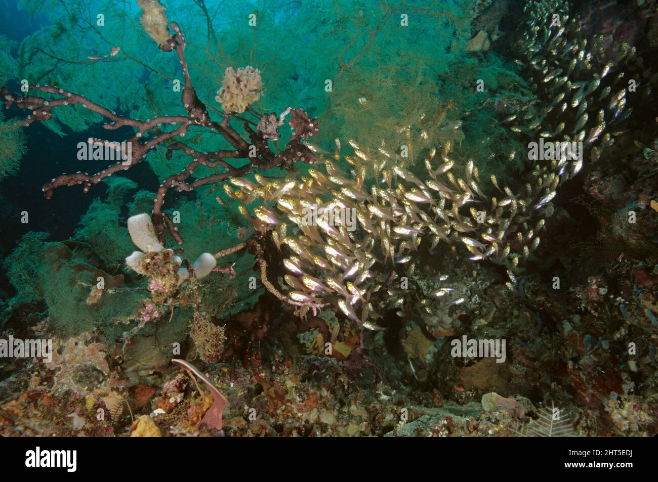 Pigmy sweepers  (Parapriacanthus ransonneti),  under black coral tree  Ambon, Indonesia Stock Photo
