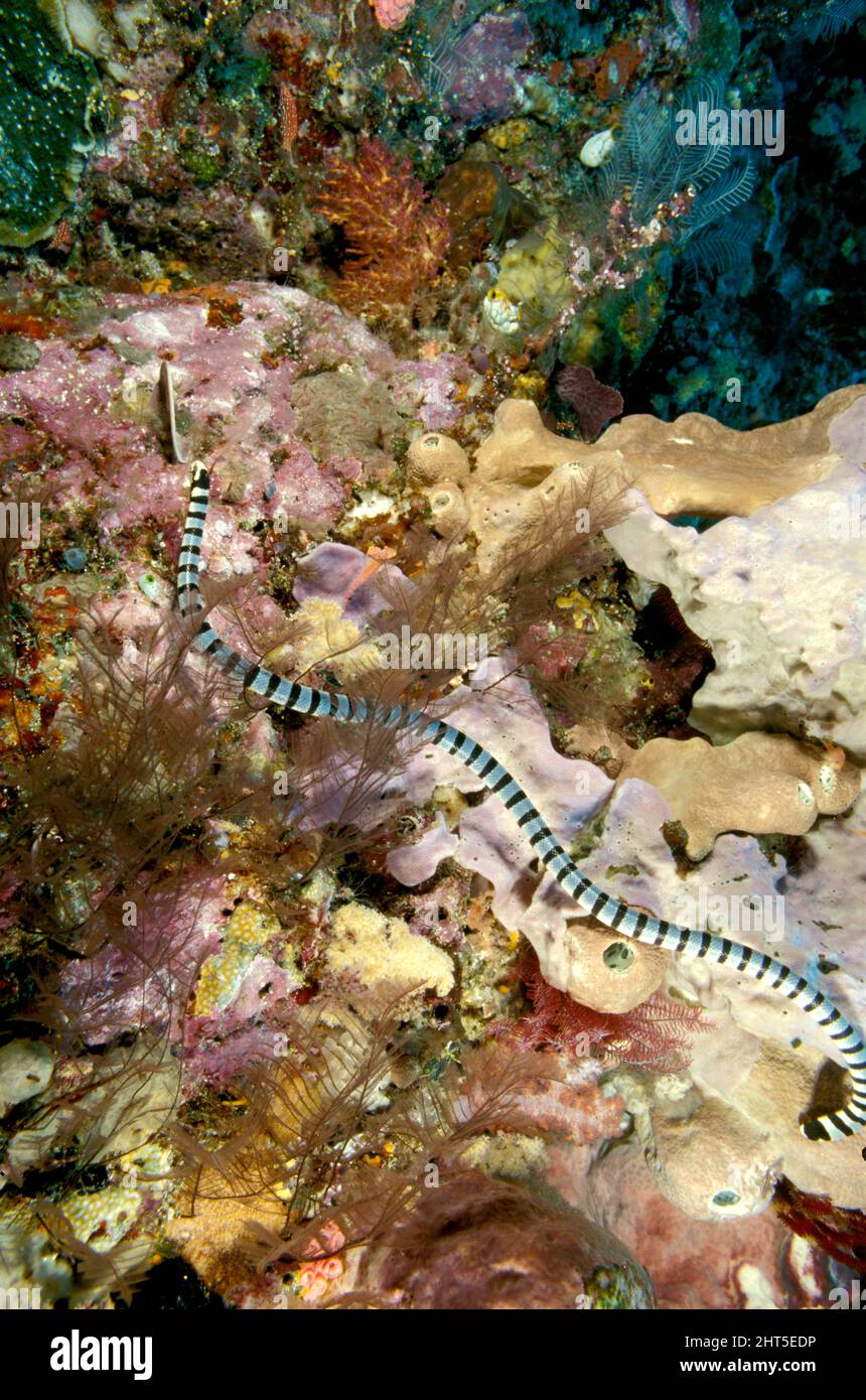 Banded sea krait (Laticauda sp.) Ambon, Indonesia Stock Photo
