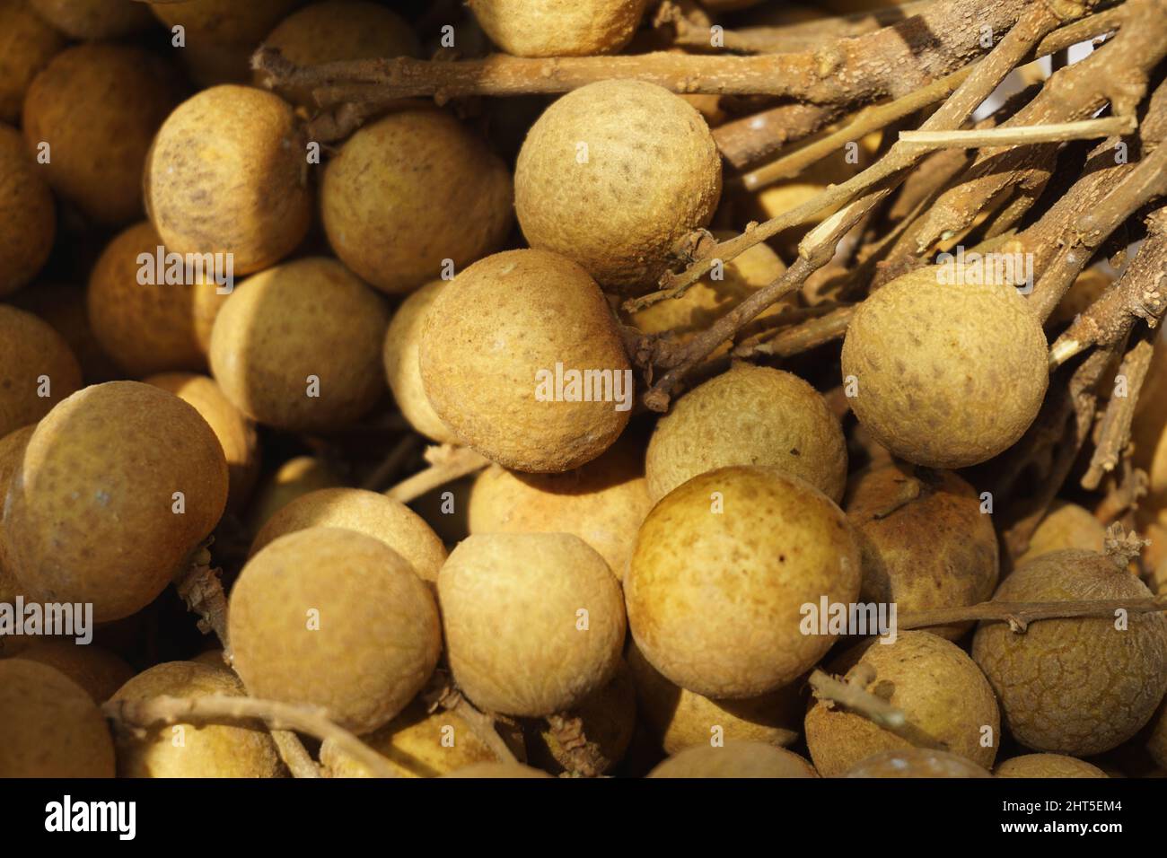 Mata Kucing fruit from Malaysia. Botanical Name: Euphoria malaiense (Sapindaceae) Stock Photo