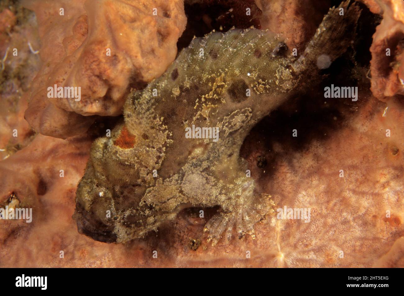 Painted frogfish (Antennarius pictus), Ambon, Indonesia Stock Photo - Alamy