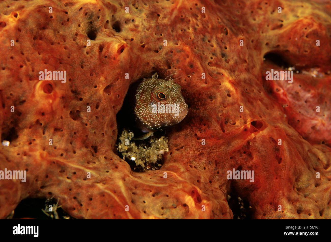 Horned blenny (Parablennius sp.), nestled amongst coral. Stock Photo