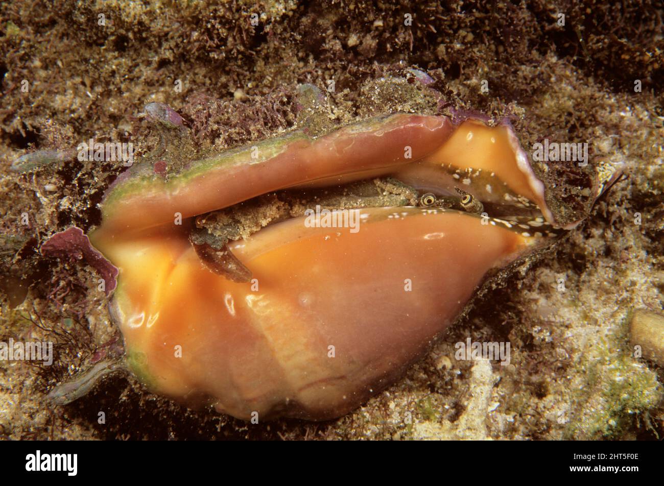 A medium-sized conch (Strombus sp.), Beady eyes peep out from an overturned shell. Stock Photo
