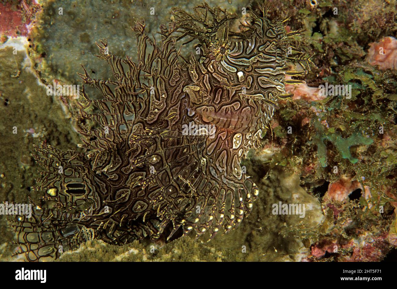 Weedy (Lacy) scorpionfish (Rhinopias aphanes), Papua New Guinea Stock