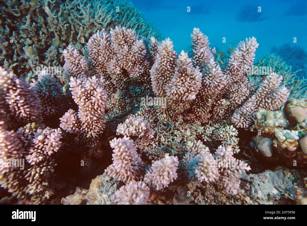 Bottlebrush coral  (Acropora longicyathus),  Great Barrier Reef, Queensland, Australia Stock Photo