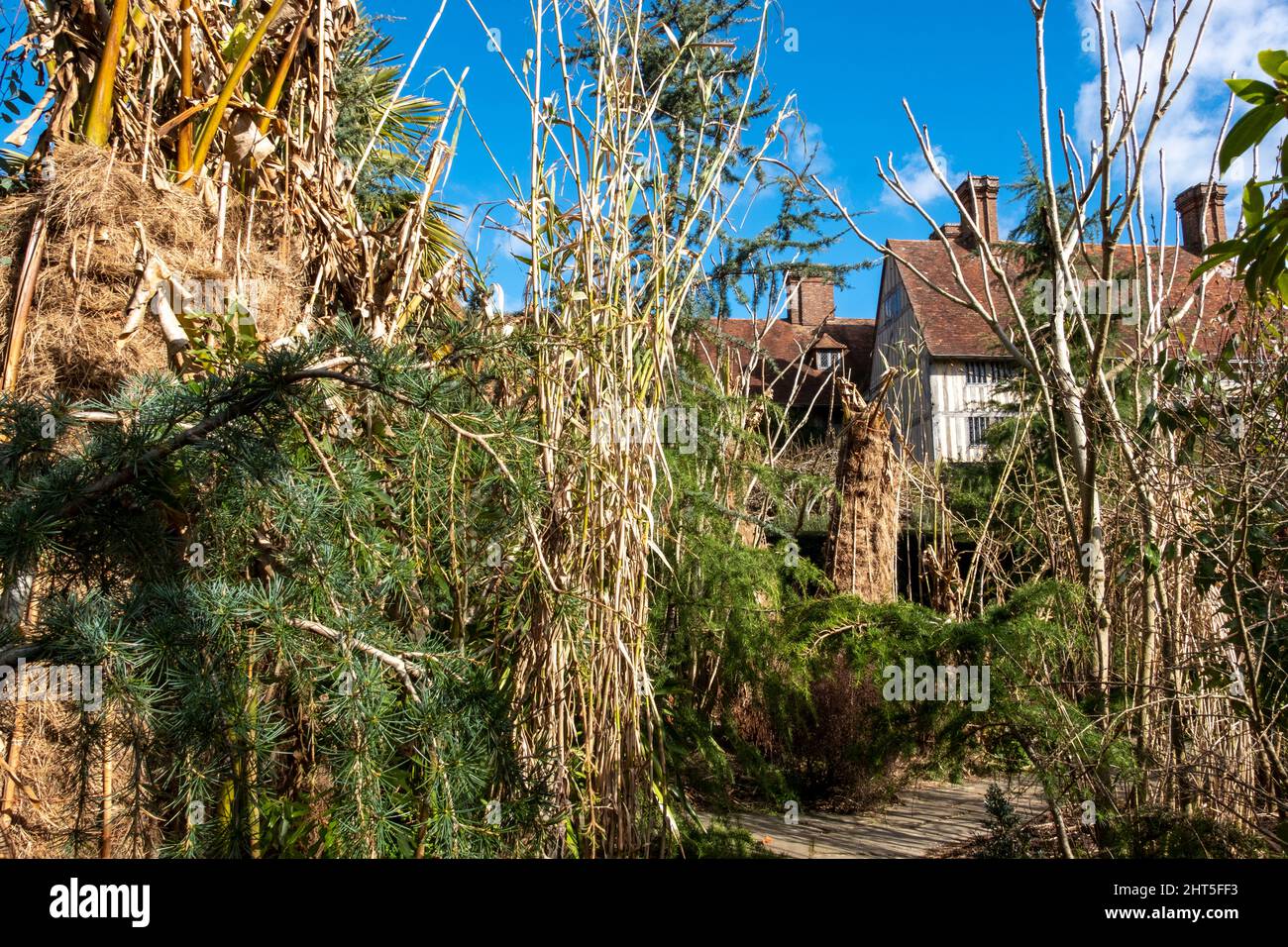 Tropical plants wrapped in straw to protect from cold and frost in