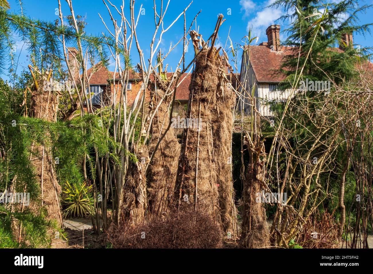 Tropical plants wrapped in straw to protect from cold and frost in winter, at Great Dixter exotic garden Stock Photo