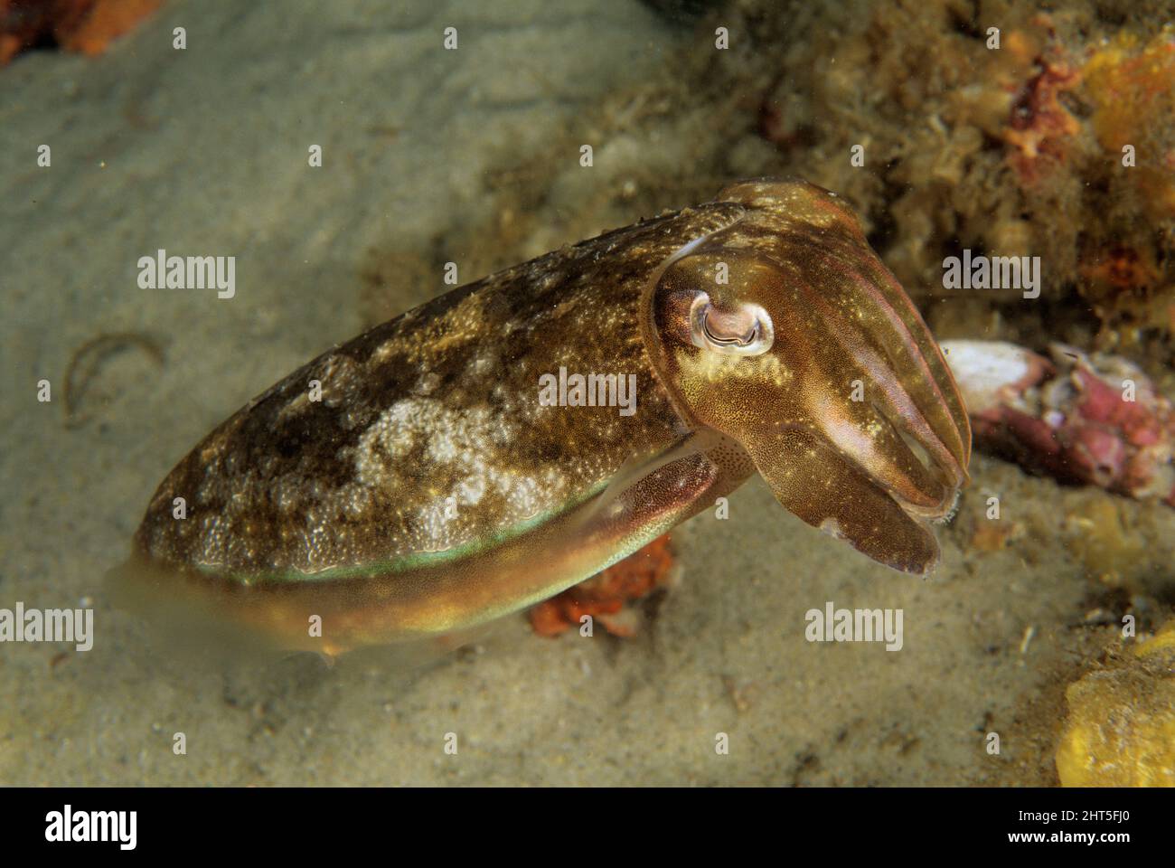 Mourning cuttlefish  (Sepia plangon),  Southeastern Australia Stock Photo