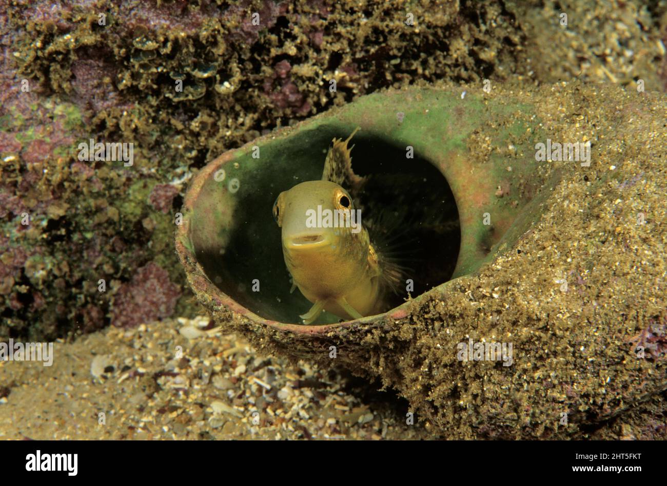 Brown sabre-tooth blenny  (Petroscirtes lupus).  Males typically guard eggs laid in empty shells for about three weeks. Stock Photo