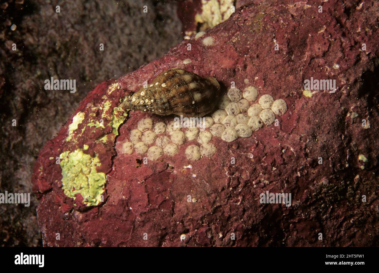 Murex shell (Agnewia tritoniformis), laying eggs. Stock Photo