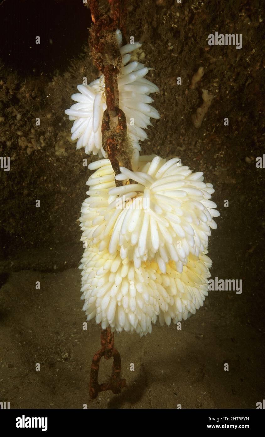 Squid eggs laid on chain on shipwreck. During the mating season, squid lay thousands of eggs on almost any stationary object. Stock Photo