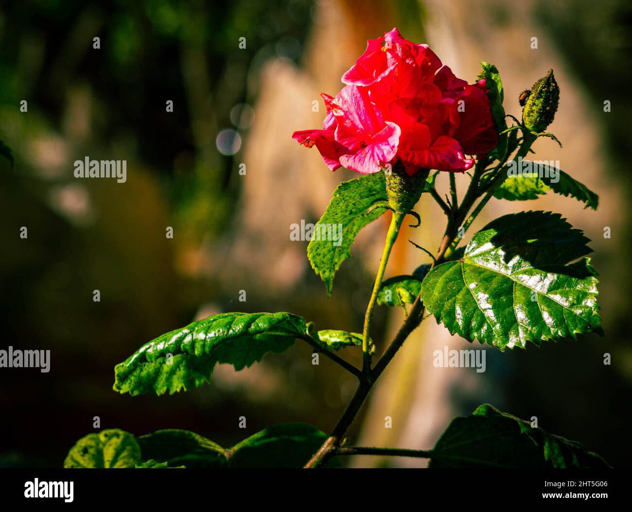 Selective focus shot of a red rose with buds Stock Photo - Alamy