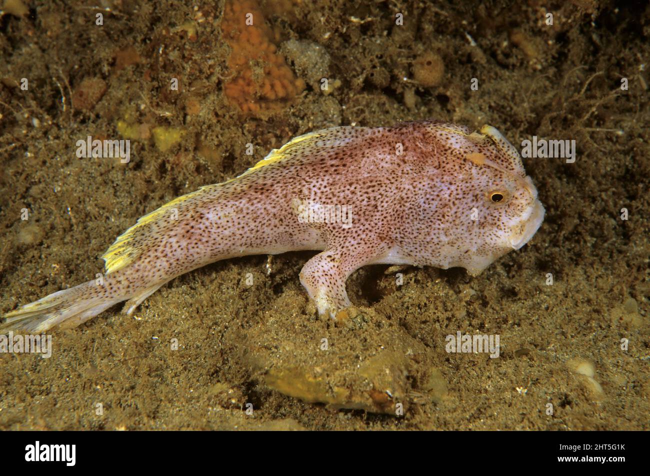 Brachionichthyidae hi-res stock photography and images - Alamy