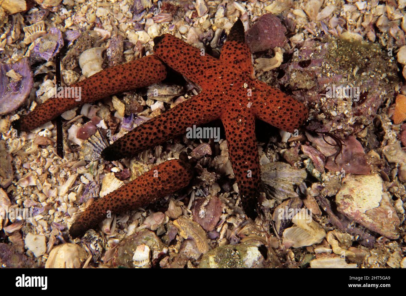 Starfish (Echinaster sp.), an example of tissue regeneration following defensive autotomy. Entirely new starfish are growing from the discarded limbs. Stock Photo