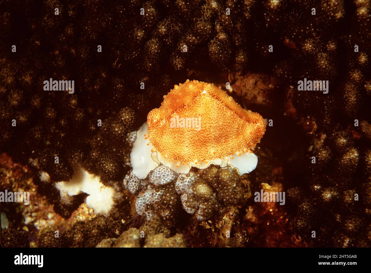 Costellate egg cowry  (Ovula costellata),  feeding on soft coral.  North Solitary Islands, New South Wales, Australia Stock Photo