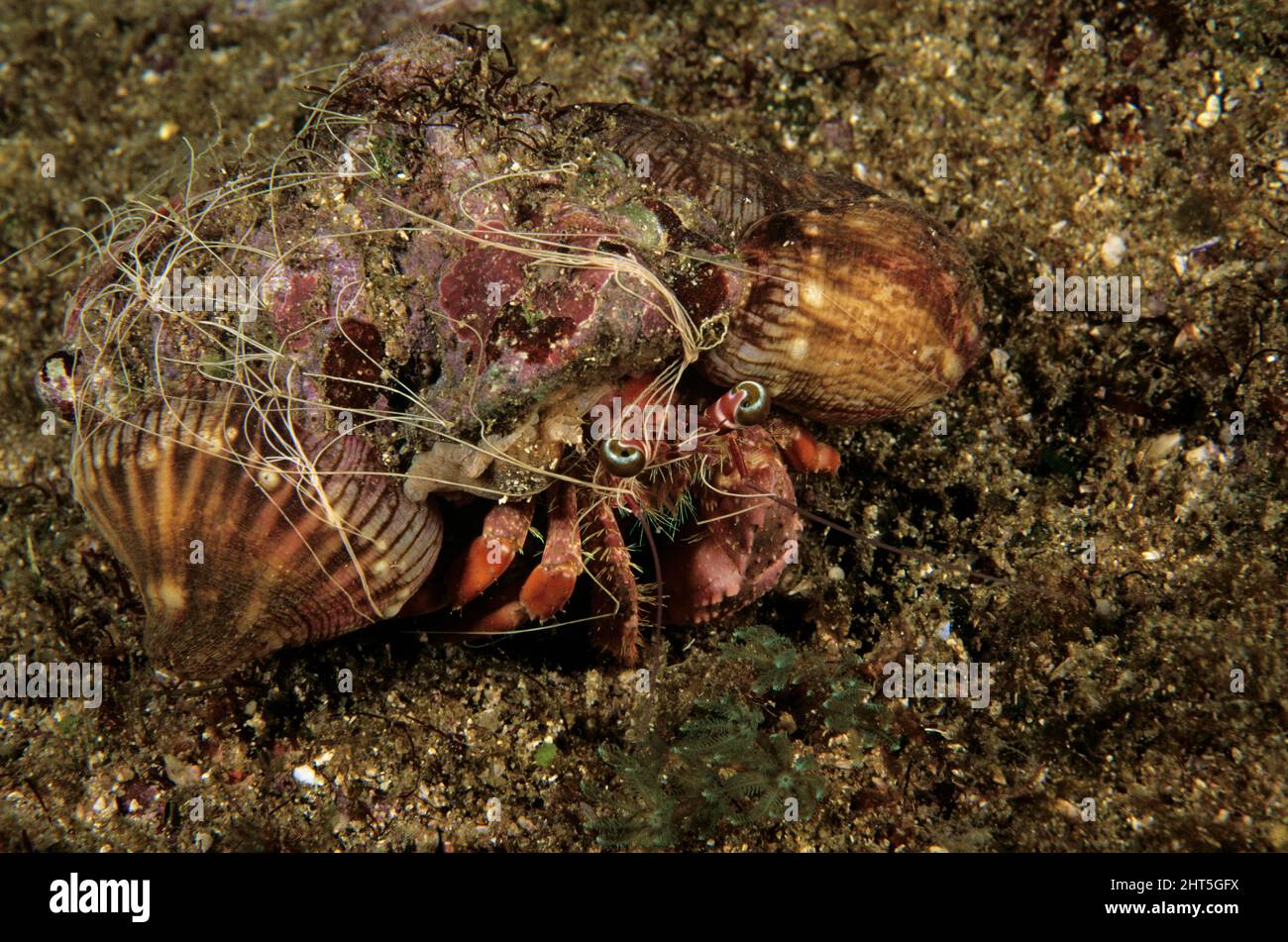Anemone hermit crab (Dardanus sp.), with anemones growing on shell ...