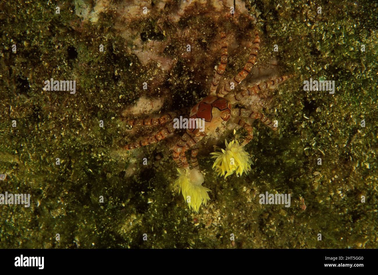 Boxer crab (Lybia tessellata), holding stinging anemones for protection and for stunning prey. Stock Photo