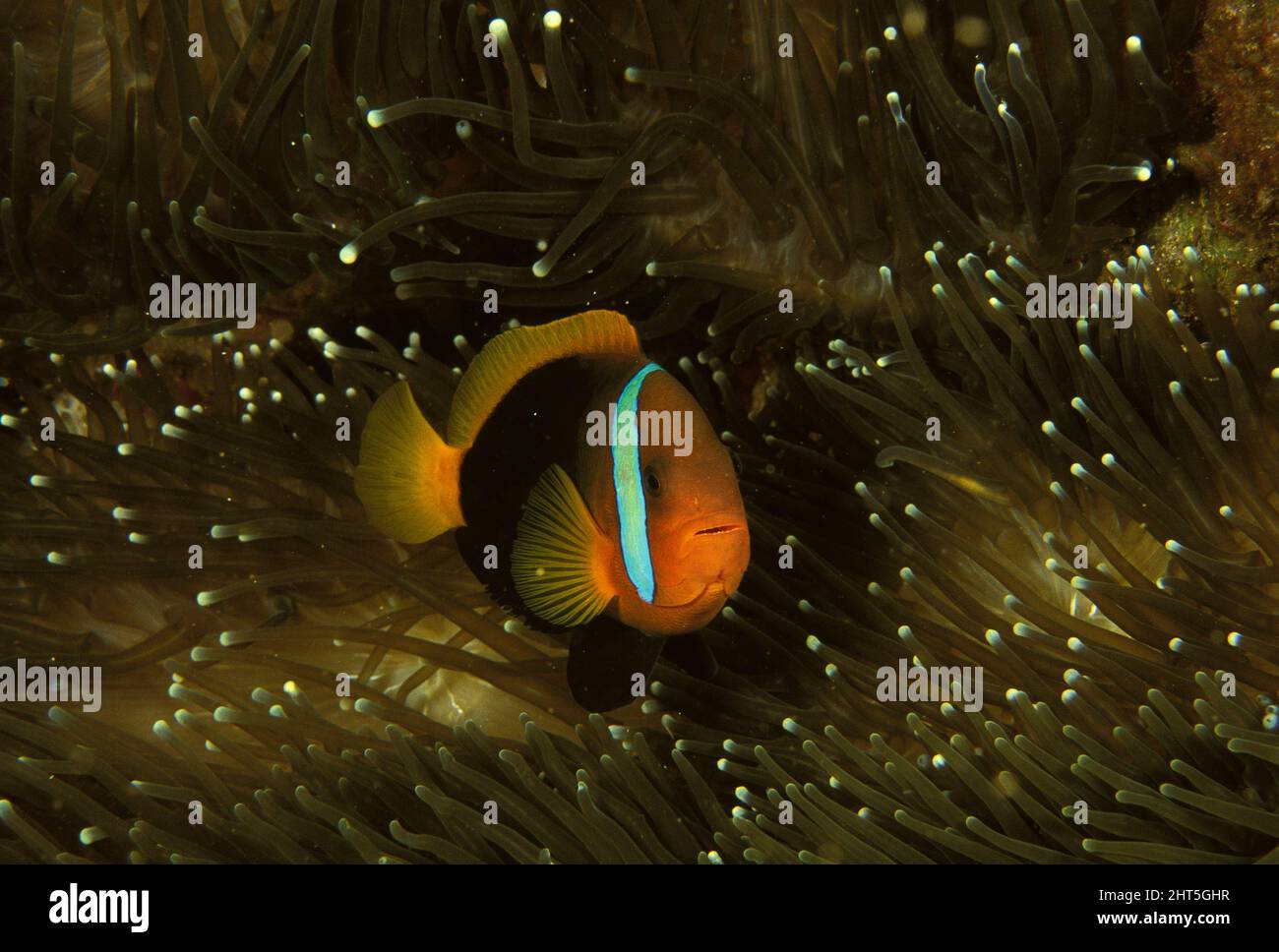 Fire clownfish (Amphiprion melanopus) North Solitary Islands, New South Wales, Australia Stock Photo