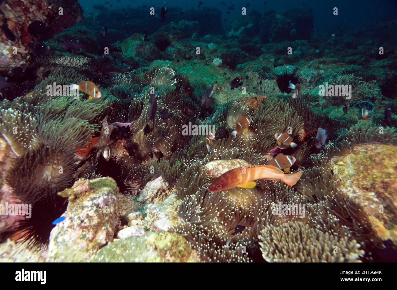 Dense aggregation of anemones with anemonefish. North Solitary Islands, New South Wales, Australia Stock Photo