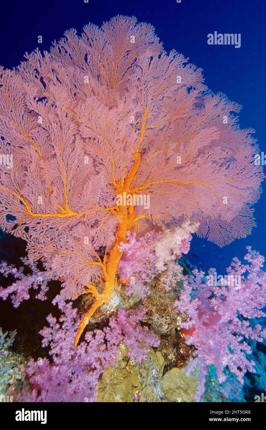 Soft coral (pink) (Dendronephthya sp.), with a large Gorgonian fan. Both animals thrive in deep, clean water where currents are strong. Western Austra Stock Photo