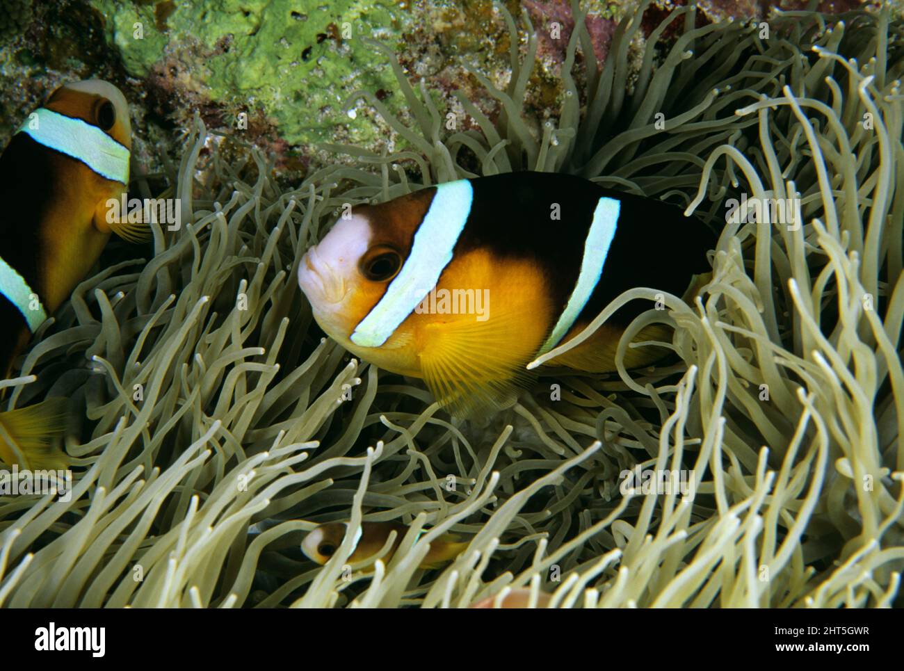 Clark’s anemonefish (Amphiprion clarkii), dwell within anemone tentacles, immune to their stinging cells. Western Australia Stock Photo