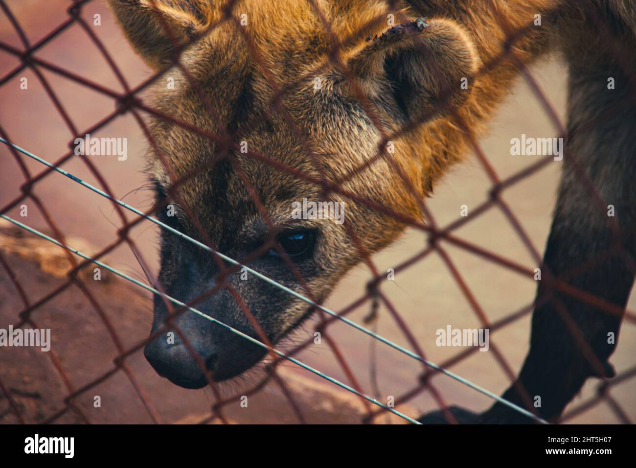 Closeup shot of a hiena in a cage Stock Photo