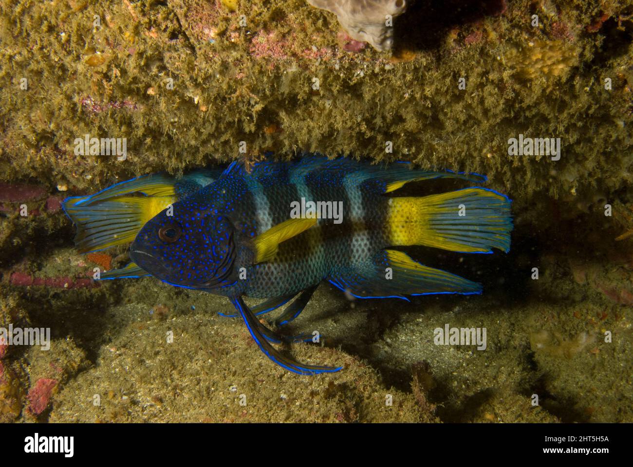 Eastern blue devil fish Paraplesiops bleekeri About 20 blue devil species are known worldwide with a large proportion restricted to southern Australia Stock Photo