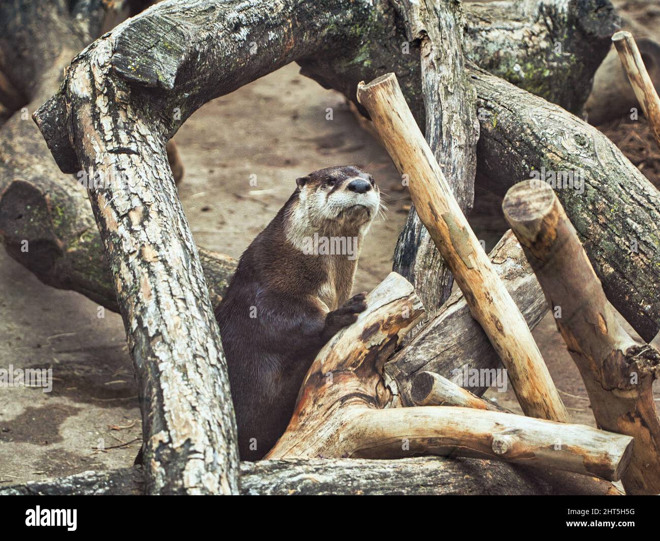 Closeup shot of the North American river otter leaning on the cut tree