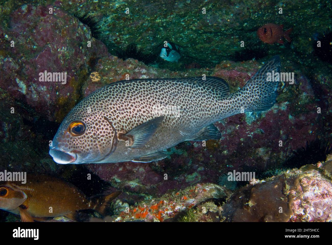 Dotted sweetlips Plectorhinchus pictus Many species of sweetlips go through dramatic colour changes during growth. Small juveniles are often boldly sp Stock Photo