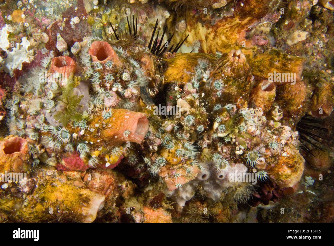 Solitary ascidians.Herdmania momus encrusted with growth. The most common species observed subtidally in southern Australian waters. Large animals hav Stock Photo