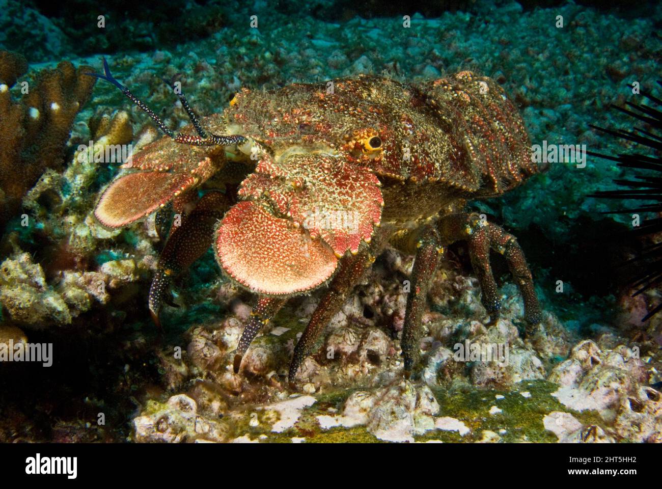 Slipper lobster. Arctides antipodarum.This species hides during the day and comes out at night to hunt. Solitary Islands Marine Park, New South Wales Stock Photo