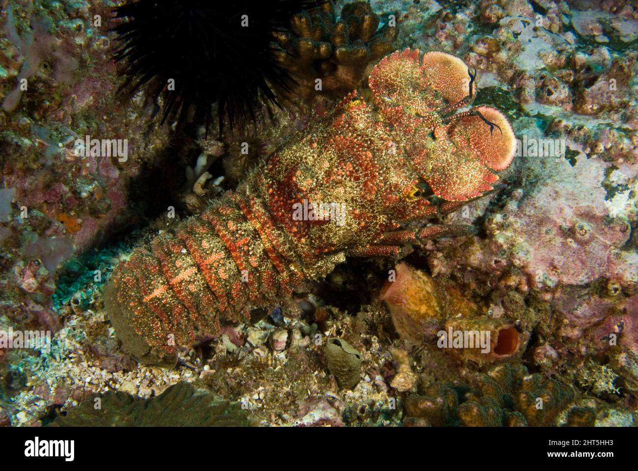 Slipper lobster. Arctides antipodarum.This species hides during the day and comes out at night to hunt.Solitary Islands Marine Park, New South Wales Stock Photo
