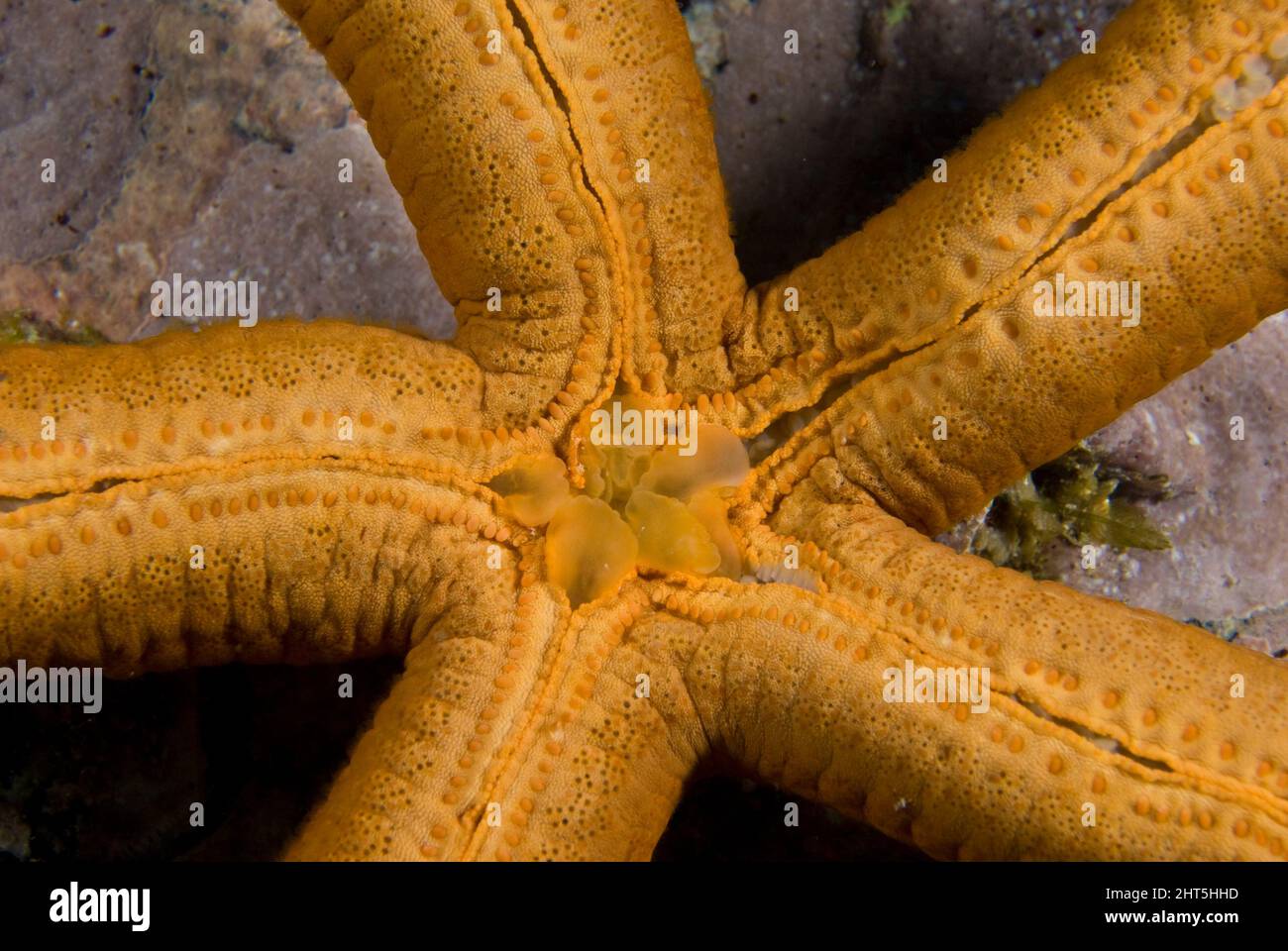 Seastar Ophidiaster confertus showing inverted stomach. Seastars eat by inverting their stomachs over their food and digesting it on the spot. The sto Stock Photo